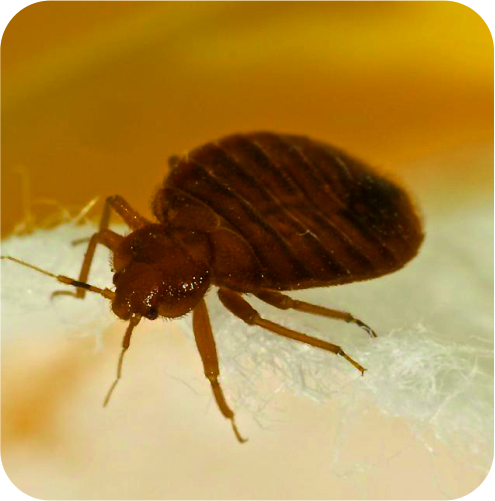 Bed Bugs Control Services Providers in Ahmedabad