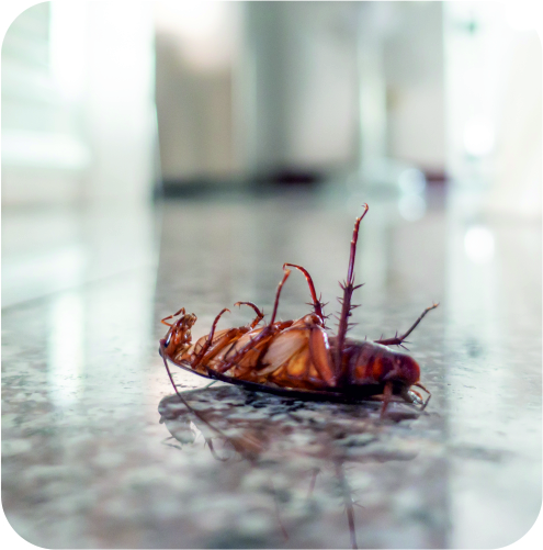 Cockroach Infestation Treatment in Ahmedabad