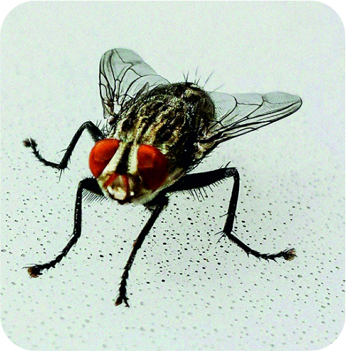 Flies Control Treatment in Ahmedabad