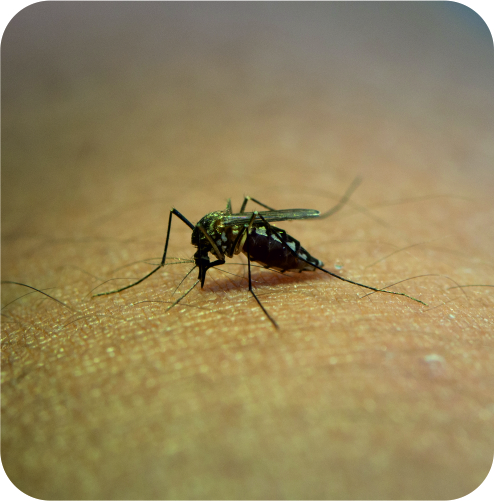 Mosquito Pest Control Service in Ahmedabad